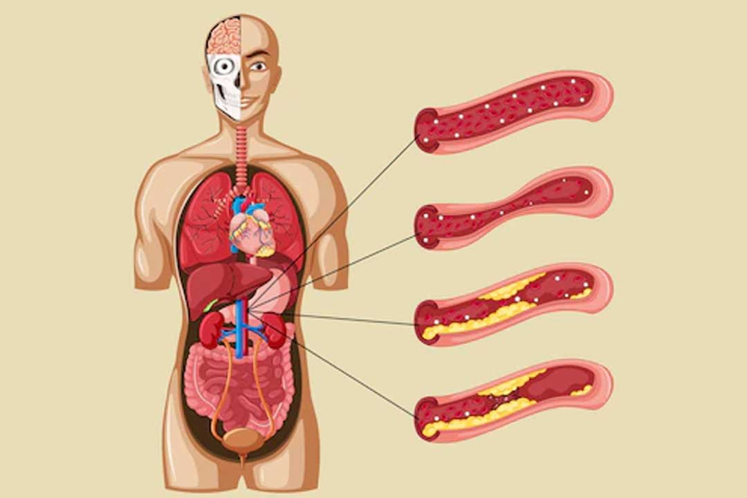 Cadaveric Lab